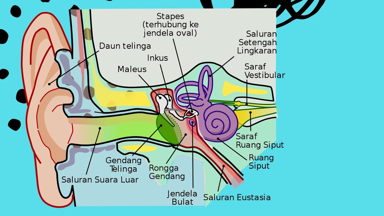 Lipstik Berbasis Bisikan di Telinga Kanan